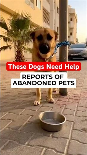 These Abandoned Dogs in Dubai Need Help Right Now #animalrescue #dubai #petcare