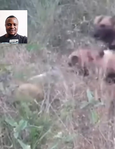 #fypシ #fypシ゚viralシ #viewers #highlight #funny #nature #idepage #fypageシ #Wildlife | Ide Page