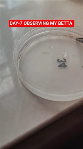 Live food for betta #bettafish #fishtank #fishtank #bluebettafish