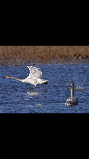 🏔️Wild Spaces + Things 🫎 on Instagram: "🦢🎺Trumpeter Swan Takeoff! 🛫 Thanks 🙏 for watching! #trumpeterswan #wildlife #swan #trumpetplayer #sonya7rv"