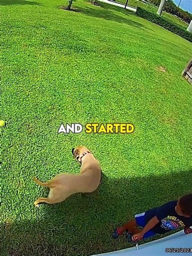 He Stayed Calm And Saved His Dog ❤️‍🩹
