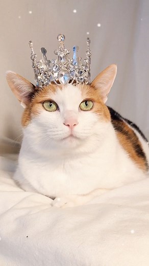 Snow Queen Cat: Exploring the Royal Life with Cats and Crowns