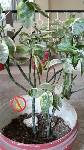 🐍 Ka Tree 🌲#snake #tree #vlog #viral