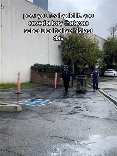 Heroic Rescue of Abandoned Animals