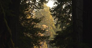 Nature: Redwoods