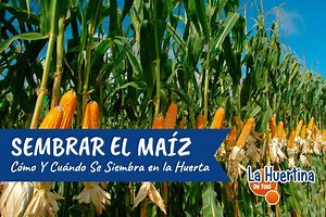 Cultivo Del Maíz. Cuándo Se Siembra El Maíz Y Cómo Hacerlo