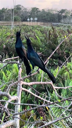 The Great-tailed Grackle’s unique calls in a peaceful natural setting
