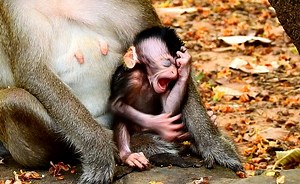 4.4K views · 313 reactions | Pitiful baby monkey Shiloh nervous headache cry need mommy help | Animals JoJo Family | Facebook