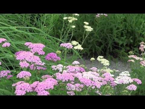 ポール・スミザー Achillea millefolium Summer Pastels アキレア サマーパステル