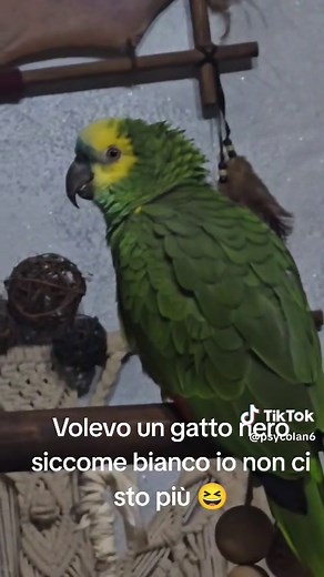 Garuda e il gatto Nero: Valzer e Suoni di Pappagalli