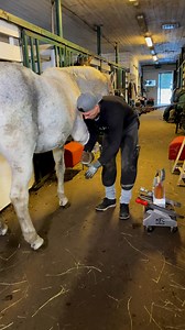163K views · 1.3K reactions | farrier working on a horse hoof | Nordic Farrier | Facebook