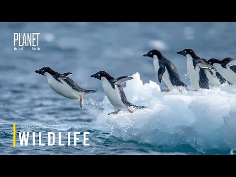 Wild Antarctica | Inside the Lives of Animals at the Edge of the Frozen World | Animal Documentary