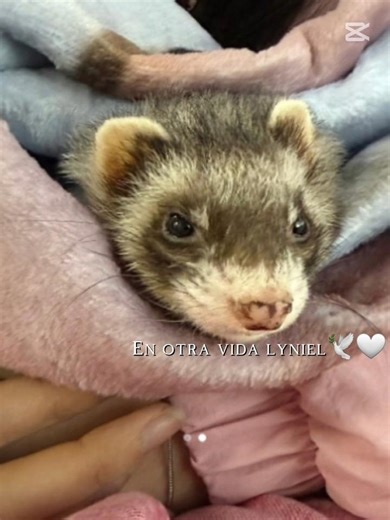 Humi🥺🫶🏻🤍🕊#humi #lyniel #apoyo #muerte #parati