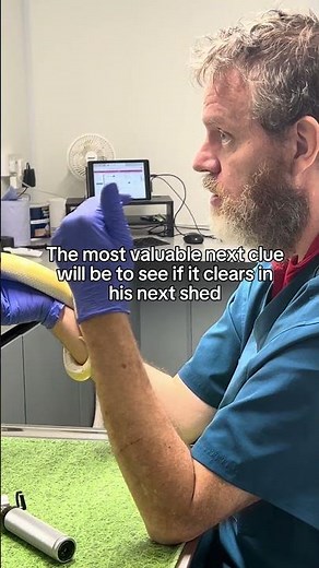 The cutest banana ball python 🐍 #cuteanimals #reptiles #snakes