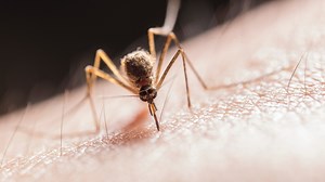 Mosquito madness on the way for Eastern Australia