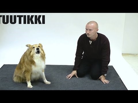 Did This Guy Really Figure Out How To Talk To Dogs?