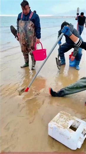 Beach Treasure Hunt: How They Use Tools to Dig Up Mysterious Seashells