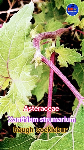 Xanthium strumarium#marla mathangi#Asteraceae#