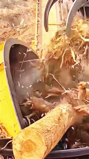 The process of destroying trees is easy to do #shorts