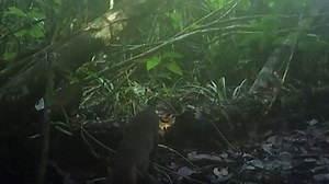 Wild cat feared extinct seen on camera after nearly 30 years in hiding