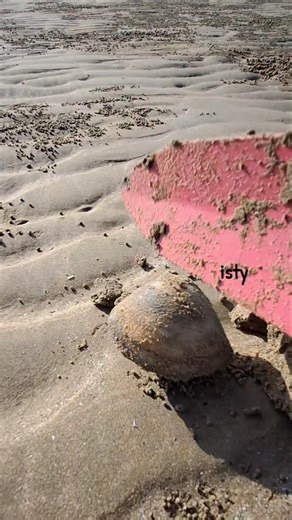 clams #shell #tutorial #berburu #nature #reels