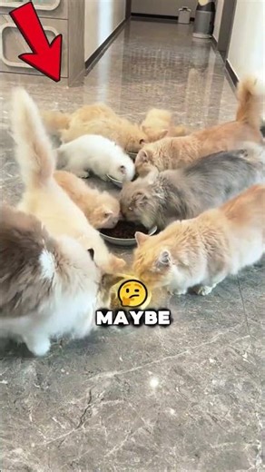 What Cats Actually Think About All Day🐱! Subscribe for more funny cat videos and cat shorts!