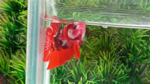 Top Betta Collection on TikTok