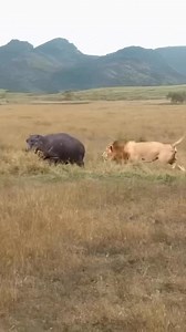 14K views · 114 reactions | The lion did the impossible. He faced a hippo big, strong, and angry. But the king didn’t run. One fight… and the hippo was down. This is the wild. This is Africa.  Your adventure starts here.  Send us a message to plan your safari! #LionVsHippo #RealSafariMoments #WildAfrica #TanzaniaSafari #NaturePower  Video credits unknown please Dm for credits/removal | Travel Wise Safari Tanzania | Facebook
