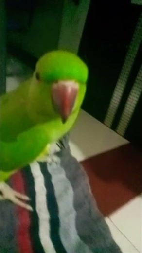 Mitthu video 🦜 funny 🥰#mitthu #parrot #birds