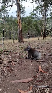 1.7M views · 31K reactions | Our Beautiful bushfire  koala  Clare...