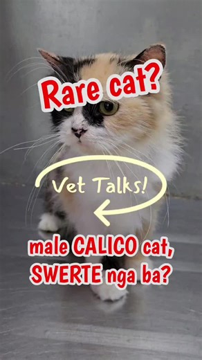 Rare Male Calico Cat Facts and Insights