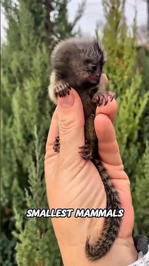 Smallest Mammals That Ever Exist! 🌍🐭 #shorts