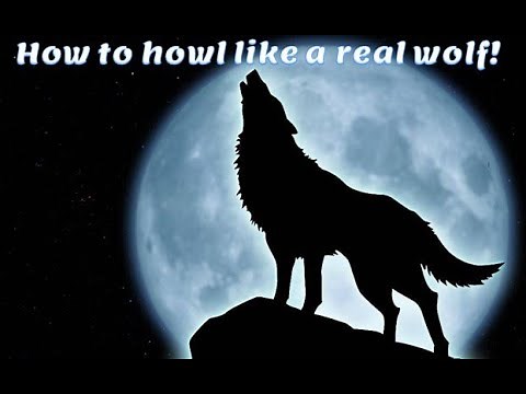 How to howl like a real wolf! #howto #wolfhowl #voiceimpression #1minutevideo