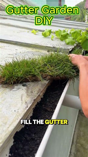 Gutter Gardening DIY Setup