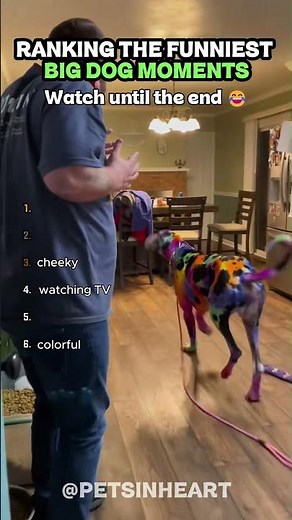 GIANT DOGS THINK THEY ARE TINY PAPPIES! 😂 Funniest Big Dog Moments Ranking #Shorts