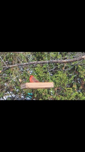  creeper bird photography | Just Jawn | Facebook