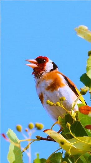 Relaxing European Goldfinch Sounds for Deep Sleep – Calming Bird Chirping Without Music