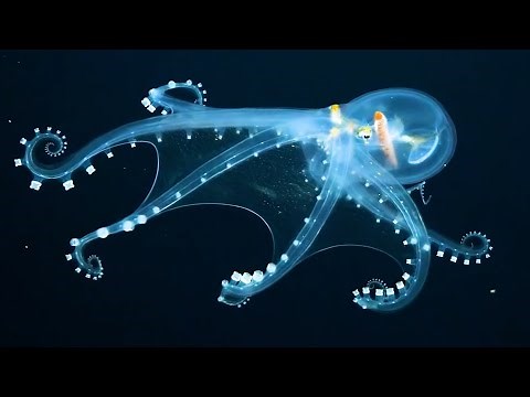 [Shocking] 10 Real Transparent Creatures