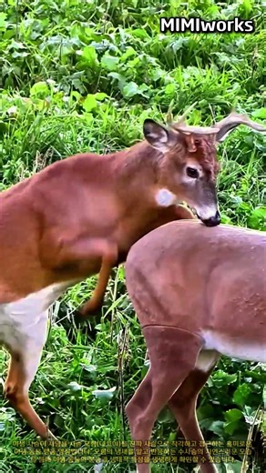 야생 사슴이 사냥용 데코이 모형에 반응하는 행동 생태 관찰 #worker #process #deer #behavior #outdoor