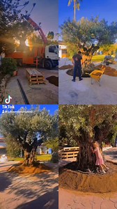 ✨🌳 Today our 500-year-old AIM Tree arrived! 🌳✨ Standing proudly at our entrance, it’s more than just a tree — it’s our living AIM logo. The olive tree is a timeless symbol of peace, wisdom, hope, and new beginnings — values we hold close at AIM. 💛 🌱 Fun fact: In the next 500 years, this tree will double in size… just like our community of curious minds and big dreams. ✨ #AIMSchool #AIMTree #Peace #Wisdom #Hope #GrowingTogether | Mini AIM & AIM School