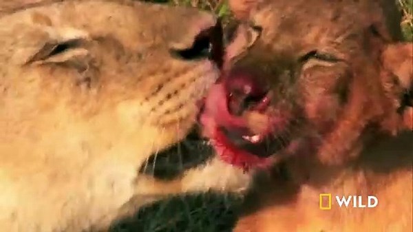 Pack Hunters - World's Deadliest - Nat Geo Wild HD 1080p