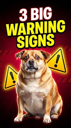 Is it just old age or Cushing's disease? #doghealth #petcare #veterinarian