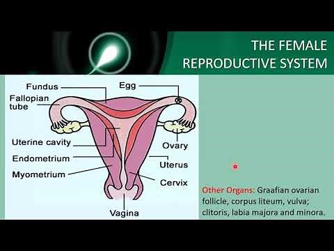 Reproduction in Mammals