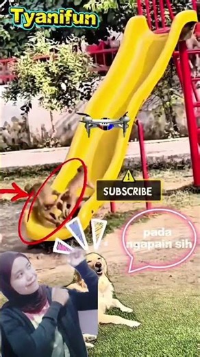 Ngakakkk!! Kawanan monyet asik main perosotan, anjing cuek rebahan sambil berjemur sinar matahari 😅🤣