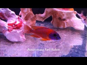 Aulonocara Red Rubin