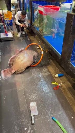 Exploring the Largest Fish Sold in American Markets