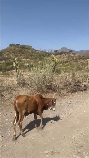 Beautiful landscape of Ethiopia-southern Tigray.