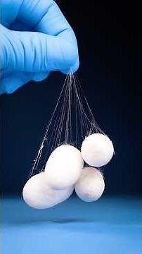 Making Fabric From Caterpillar Cocoons