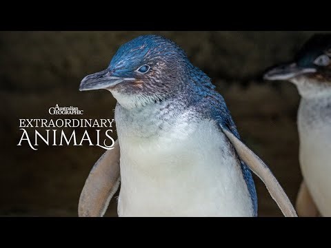 Fairy Penguins Form 'Floating Rafts' to Stay Safe | Extraordinary Animals