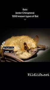 5.1K views · 59 reactions | Bats (order Chiroptera) comprise 20% of...
